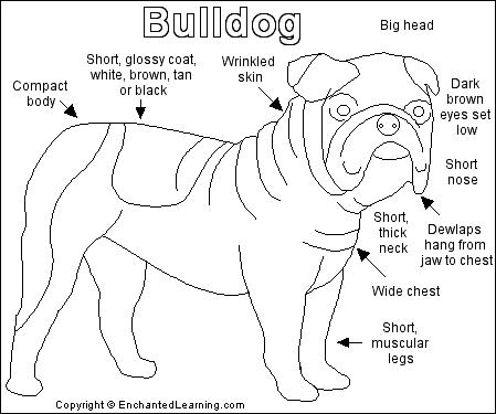 Search result: 'Bulldog Printout'