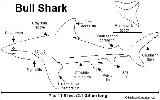 A Well Labelled Diagram Of A Shark