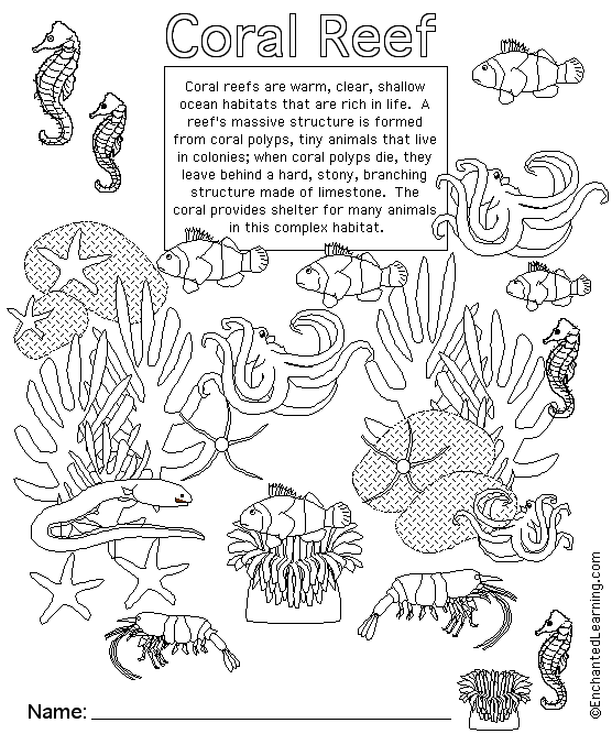 Coral Reef Animal Printouts Cover Page - EnchantedLearning.com | Coral ...