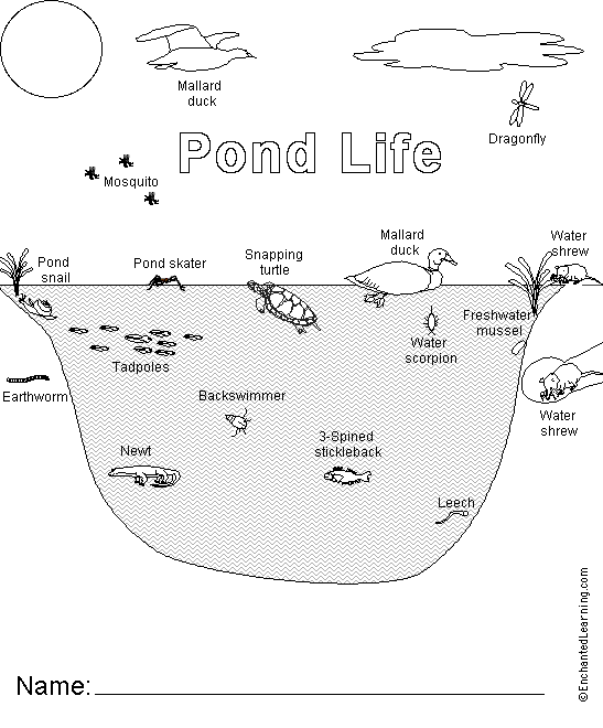 pond habitat coloring pages