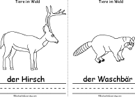 Deer, Raccoon