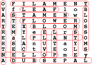 wordsearch answer