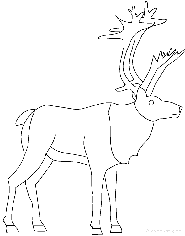 Reindeer at EnchantedLearningcom