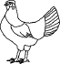 chicken