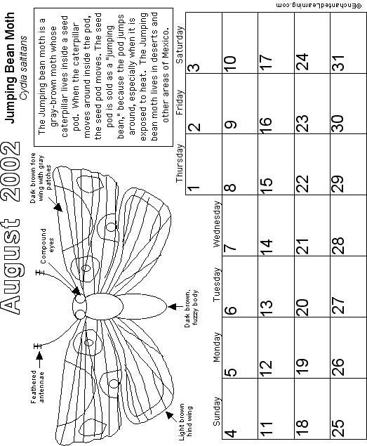 Search result: 'August Calendar 2002 -Butterfly'