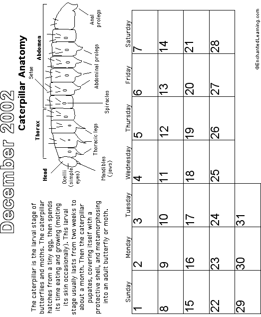 December Calendar 2002 Butterfly: EnchantedLearning com