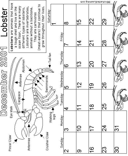 December Calendar 2001 Nocturnal Animals: EnchantedLearning com