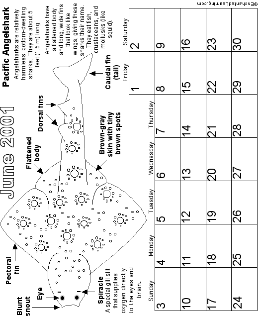 June Calendar 2001 Nocturnal Animals: EnchantedLearning com