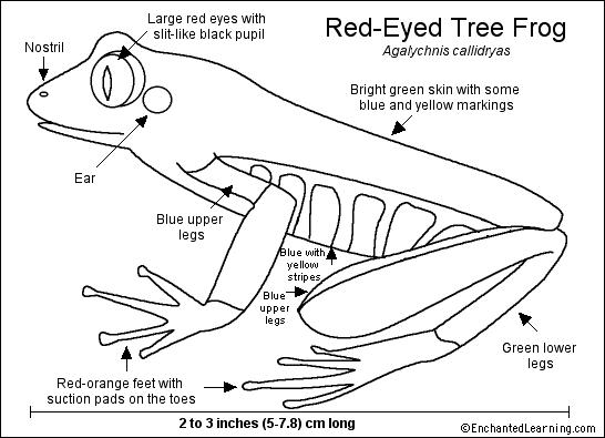 red-eyed-tree-frog-printout-enchanted-learning-software