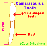 Search result: 'CAMARASAURUS - Dinosaur'