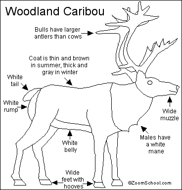 caribou drawing step by step