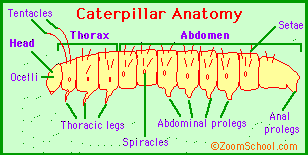 caterpillar butterfly legs anatomy does many butterflies caterpillars enchantedlearning prolegs insects abdomen simple cycle monarch larva true science egg thorax