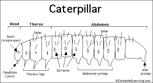 Parts Of A Caterpillar Diagram