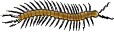 centipede