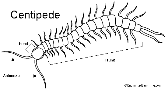 centipede