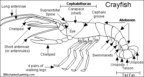 cephalothorax lobster