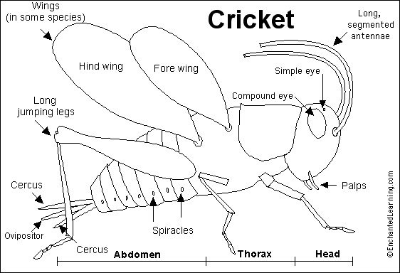 Cricket Printout Enchantedlearning Com