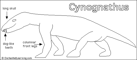 cynognathus fossil
