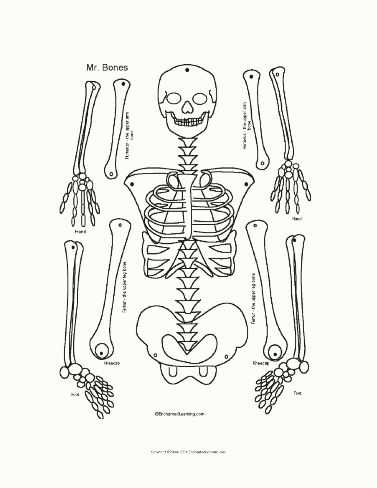 Mr. Bones Skeleton Craft Template Enchanted Learning