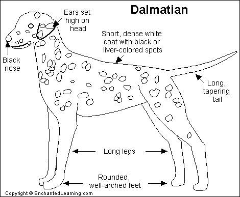Search result: 'Dalmatian Printout'