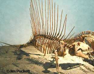 dimetrodon fossils