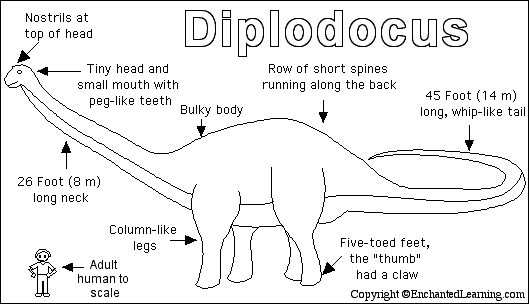 Search result: 'Diplodocus Print-out'