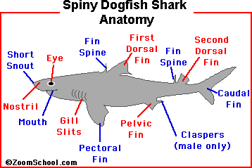 how does a dogfish shark get its food