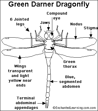 蜻蜓的身体结构图图片