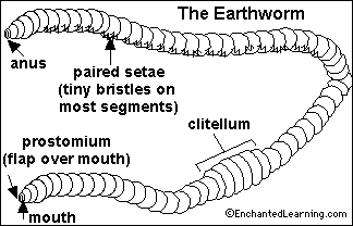 internal anatomy of an earthworm