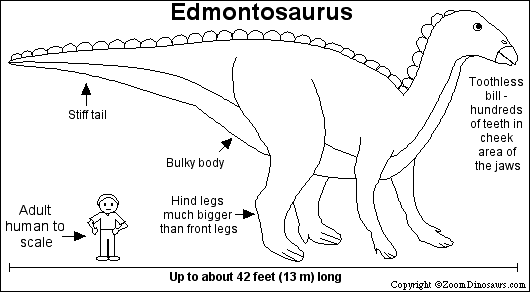 Gambar Edmontosaurus Printout Zoomdinosaurs Zoom Dinosaurs Coloring ...