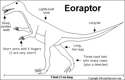 Search result: 'Eoraptor Printout'