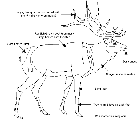 elk