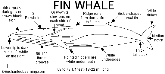 Fin Whale