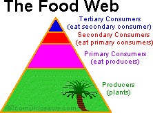 https://www.enchantedlearning.com/fgifs/Foodpyramid.GIF