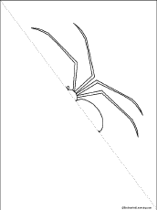 Search result: 'Symmetrical Spider Picture: Finish the Drawing and Fill in the Missing Letters Printout'
