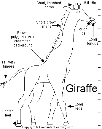 giraffe