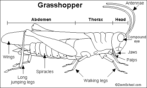 grasshopper external anatomy