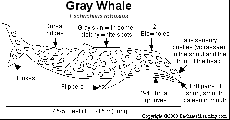 Search result: 'Gray Whale Print-out'