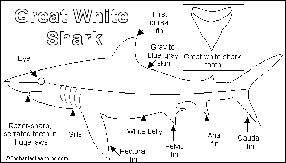 shark finning diagram