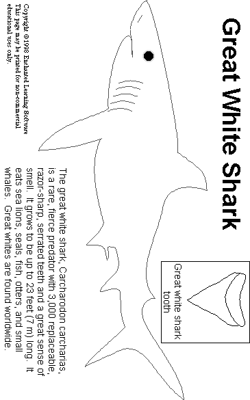 Great White Shark