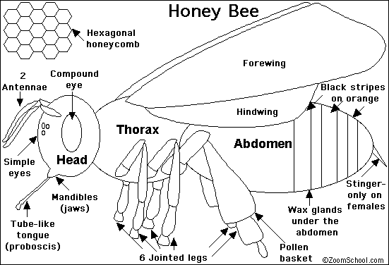worker bee diagram