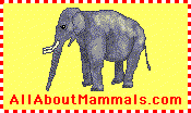 Zoom Mammals