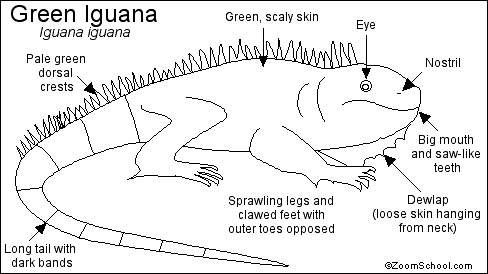 diagram of parts of a blue iguana