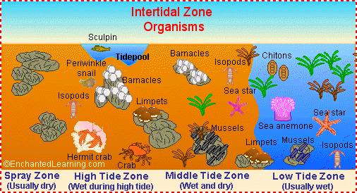 intertidal zone biome