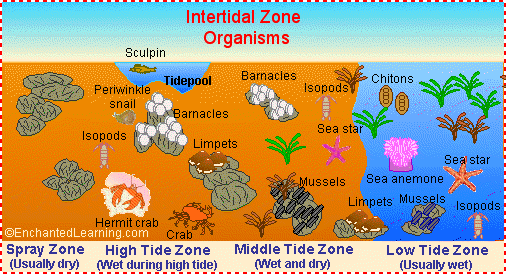 Intertidal Zone Animals Enchantedlearning Com