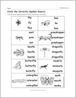 Circle the Correctly-Spelled Insects