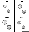 Us Coins Sequencing Cards