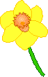 Daffodil