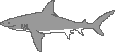 Bull shark