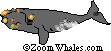 Right Whale